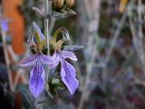 Teucrium fruticans