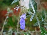 Teucrium fruticans