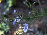 Teucrium orientale