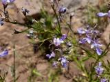 Teucrium orientale