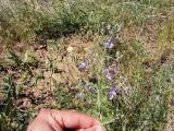 Teucrium orientale