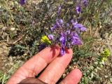 Teucrium orientale