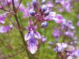 Teucrium orientale