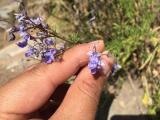 Teucrium orientale