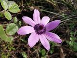 Anemone coronaria