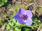 Anemone coronaria