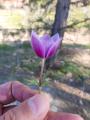 Anemone coronaria