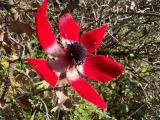 Anemone coronaria