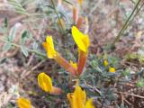 Cytisopsis pseudocytisus subsp. reeseana