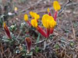 Cytisopsis pseudocytisus subsp. reeseana