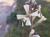 Eruca vesicaria