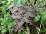 Agrimonia eupatoria