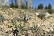 Fritillaria fleischeriana