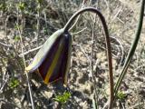 Fritillaria fleischeriana