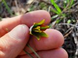 Fritillaria fleischeriana