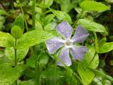 Vinca major