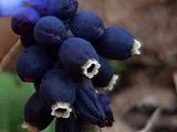 Muscari neglectum