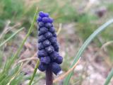 Muscari neglectum