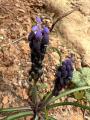 Muscari neglectum