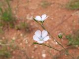 Linum bienne