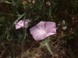 Convolvulus cantabrica