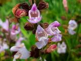 Salvia fruticosa