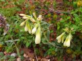 Onosma sp.