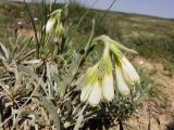 Onosma sp.