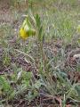 Onosma sp.