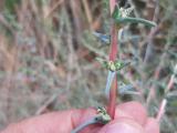 Salsola soda