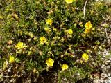 Helianthemum nummularium