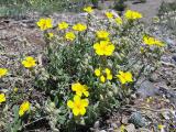 Helianthemum nummularium