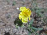 Helianthemum nummularium