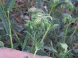 Helianthemum nummularium