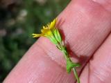 Blackstonia perfoliata