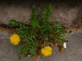 Taraxacum sp.