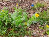 Calendula arvensis