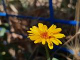 Calendula arvensis