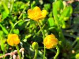 Ranunculus isthmicus