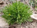 Ceratocephala falcata