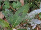 Polygonum lapathifolium