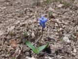 Hyacinthella lineata