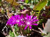 Drosanthemum floribundum