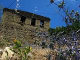 Eryngium creticum