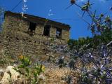 Eryngium creticum