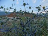 Eryngium creticum