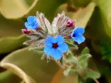 Alkanna tinctoria