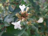 Abelia grandiflora