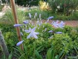 Agapanthus africanus