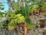 Euphorbia characias